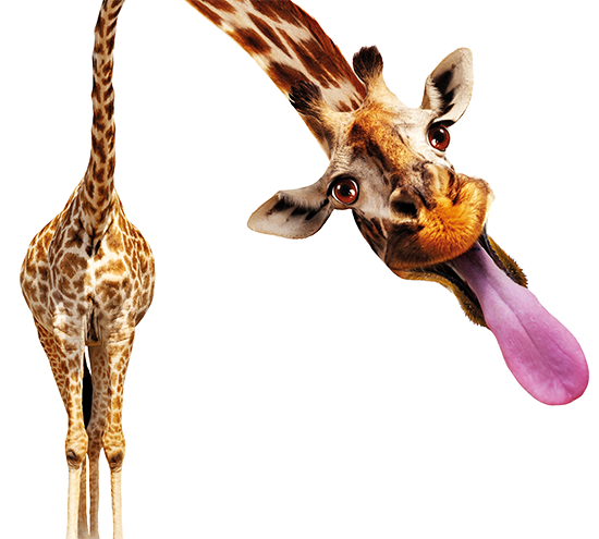 eXpo eXpert giraffe